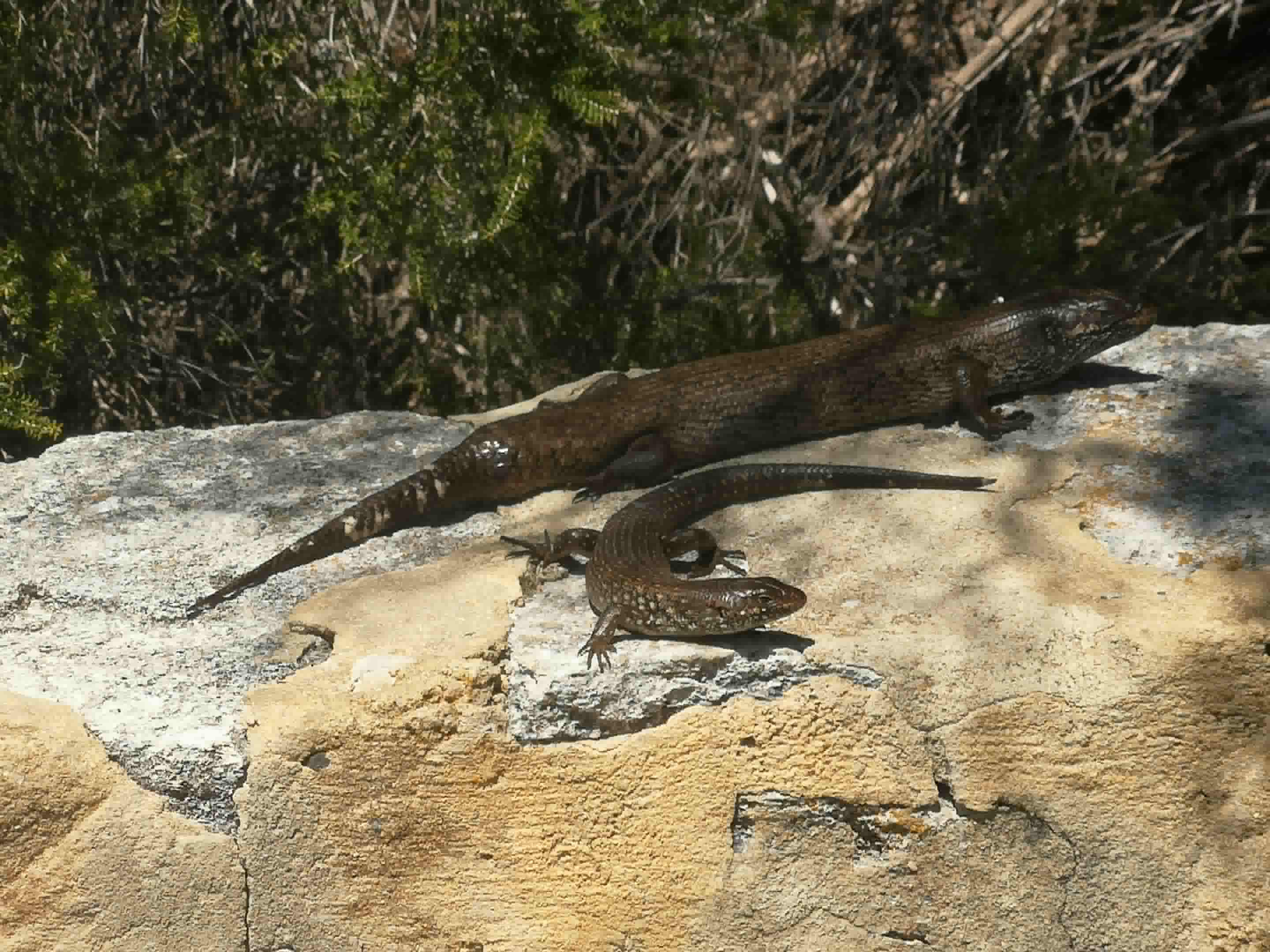 Adult E. kingii with juvenile E. kingii, Rottnest Island, 2025