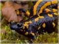 Salamandra salamandra (Fire Salamander)