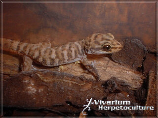Picture of H. binoei courtesy of Vivarium Herpetoculture.   Click on the picture to access a larger image.