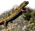 French Cave Salamander