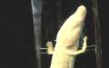 Proteus anguineus (Olm), here seen in unusual upright position.