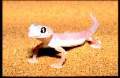 Palmatogecko rangei (Web-Footed Sand Gecko)