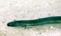 Pseudobranchus striatus (Dwarf Siren)