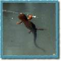 California Newt swimming
