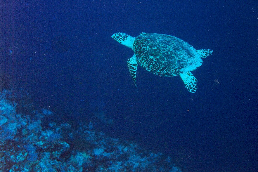 Picture of Marine Turtle in Red Sea courtesy of Mr David Nurse